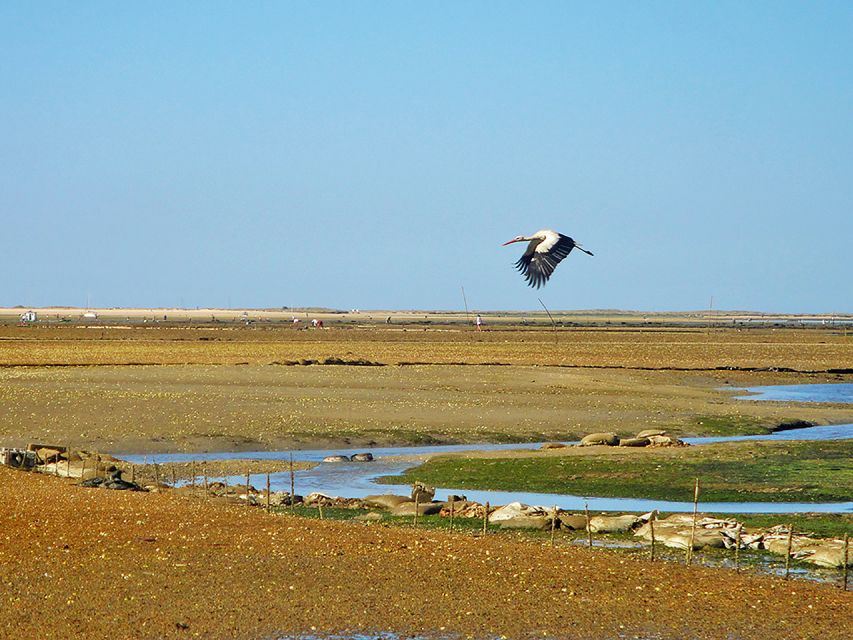 Olhão: 3-Hour Ria Formosa Boat Tour - Should you book this Olhão boat tour of Ria Formosa?