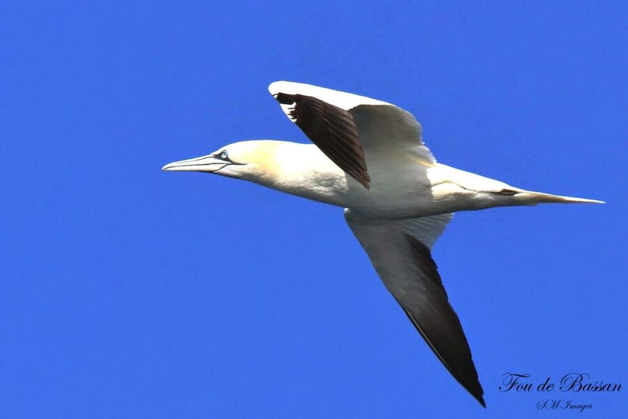 Olhão: 3 Islands Guided Sightseeing Tour with Lunch - Who Should Book This Olhão Three-Island Tour With Lunch