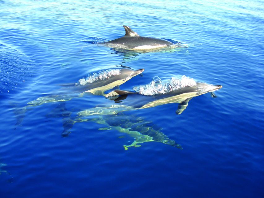 Olhão: Dolphin Observation - Key things I’d plan around