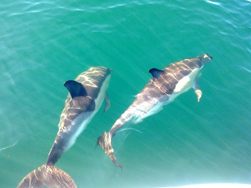 Olhão: Dolphin Observation - Dolphin Observation from Olhão, what this is really like