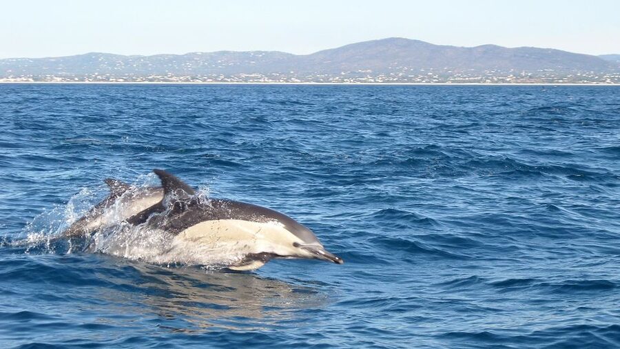 Olhão: Dolphin Observation - What you are most likely to see, dolphins and sometimes more