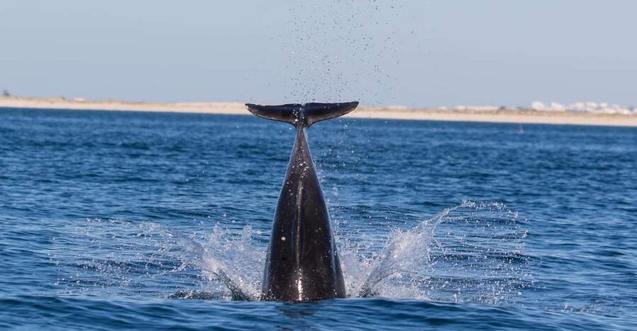 Olhão: Dolphin Observation - FAQ