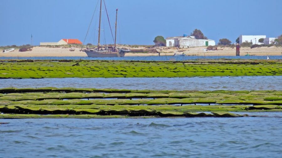 Olhão: Private Boat Tour to Ria Formosa - Comfort, Capacity, and the Private-Group Advantage