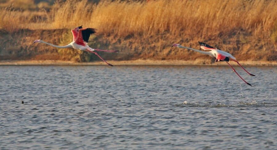 Olhão: Private Boat Tour to Ria Formosa - Practical Tips So Your 4 Hours Go Smoothly