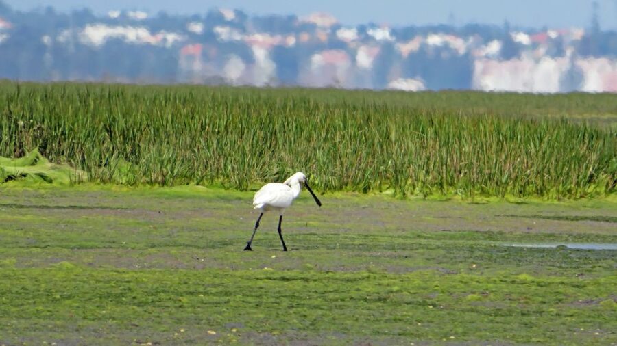 Olhão: Private Boat Tour to Ria Formosa - Ria Formosa Natural Park, and What the Skipper Gives You