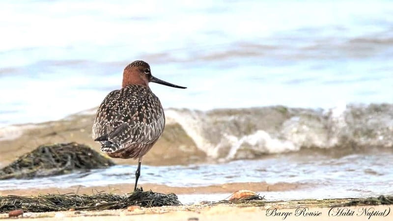 Olhão: Ria Formosa 3 Islands Guided Day Trip by Boat - Who should book this Olhão Ria Formosa boat trip