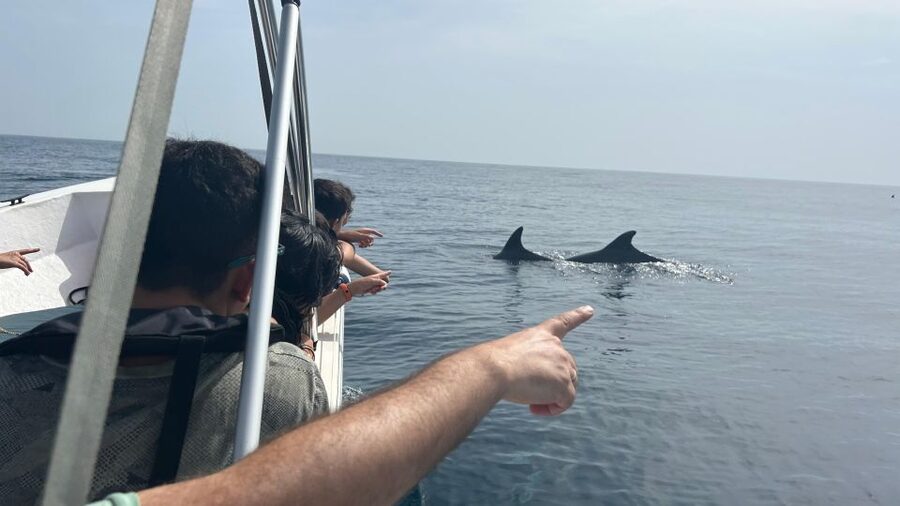 Olhão- Safari Watching Dolphins and other species - Key highlights worth planning for