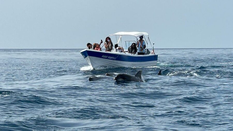 Olhão- Safari Watching Dolphins and other species - Why Olhão works for dolphin watching in the Algarve