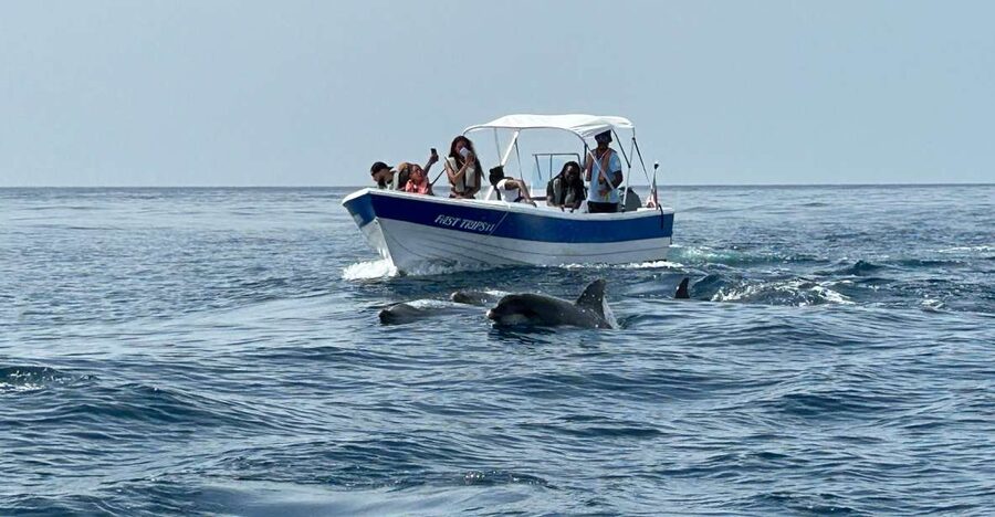 Olhão- Safari Watching Dolphins and other species - Cruising the Ria Formosa with seabirds nearby