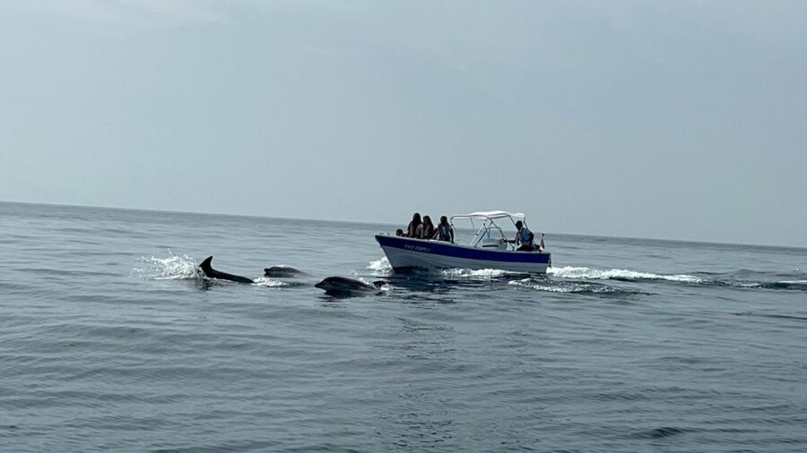 Olhão- Safari Watching Dolphins and other species - Price and value: is $58 fair for this kind of safari?