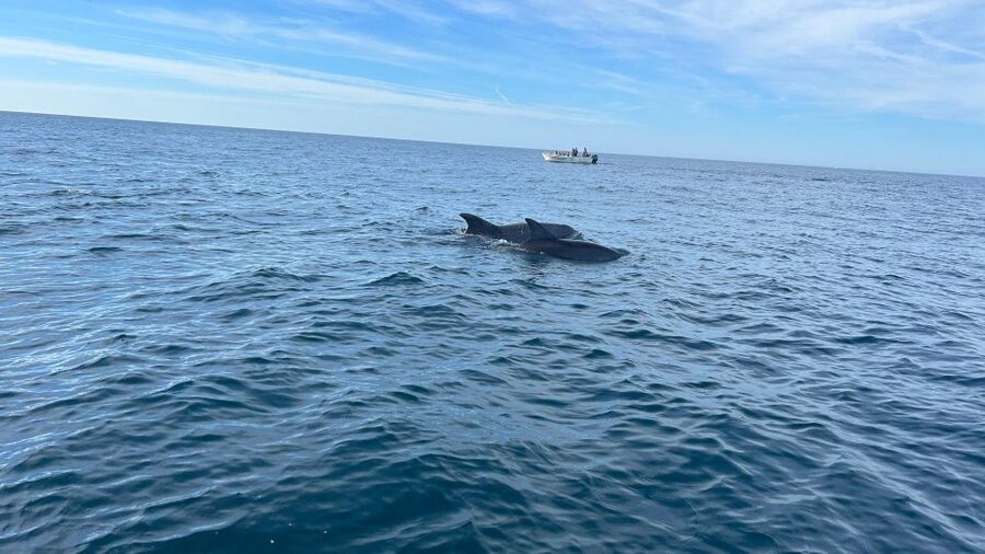 Olhão- Safari Watching Dolphins and other species - Meeting at Avenida 5 de Outubro and settling into the boat