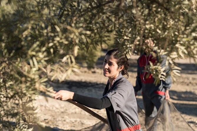 Olive Oil Private Tour in Portugal - Downtown Olhão Stroll: Digest the Day, Then Wander