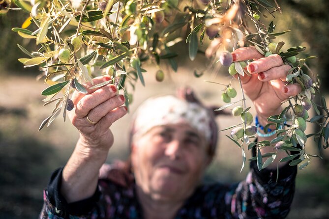 Olive Oil Private Tour in Portugal - Who This Tour Fits Best (And Who Might Want to Skip It)
