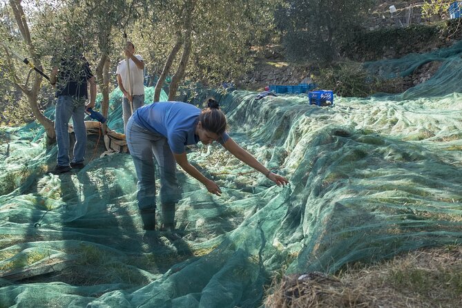 Olive Oil Private Tour in Portugal - Quick Booking Notes That Actually Help