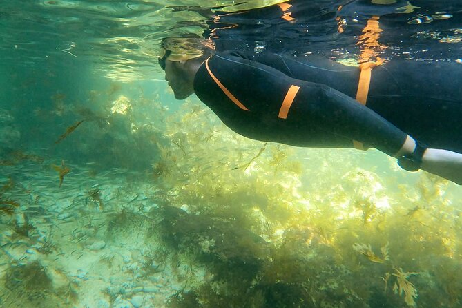 Open-Water Swimming in Algarve - Your 1 hour route along Portimão’s cliffs, caves, and coves