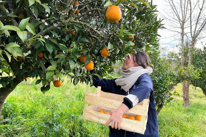Organic Orange Picking & Jam Making with Farm-to-Table Lunch - Key highlights at a glance