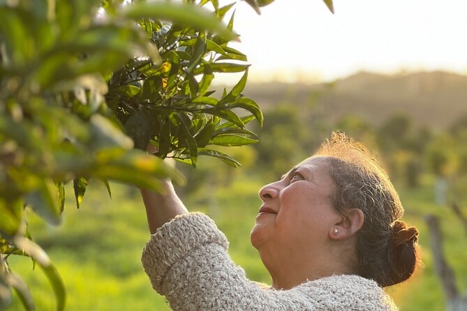 Organic Orange Picking & Jam Making with Farm-to-Table Lunch - Why this Silves orange farm day feels different