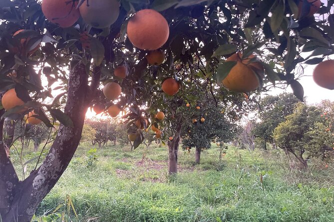 Organic Orange Picking & Jam Making with Farm-to-Table Lunch - Lunch at the farm table: Algarvian food, garden produce, and cake