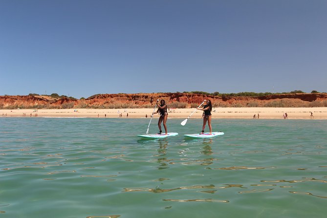 Paddle: SUP in Albufeira - Wildlife Moments: Dolphins, Fish, and Sea Birds Without the Pressure