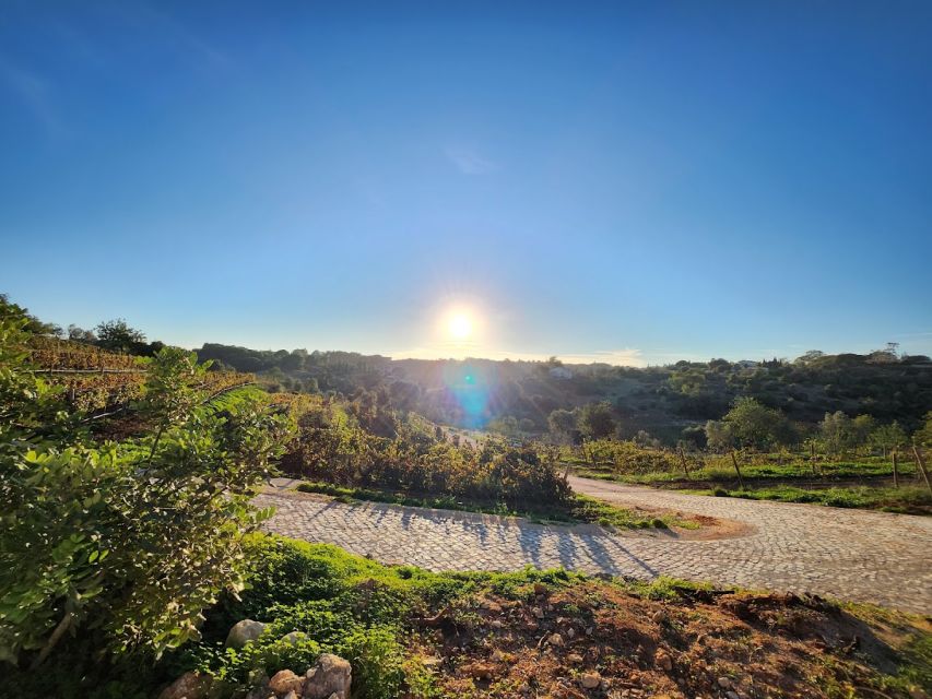 Porches: Algarve Vineyard Tour and Wine Tasting Experience - Key things I’d circle before you go
