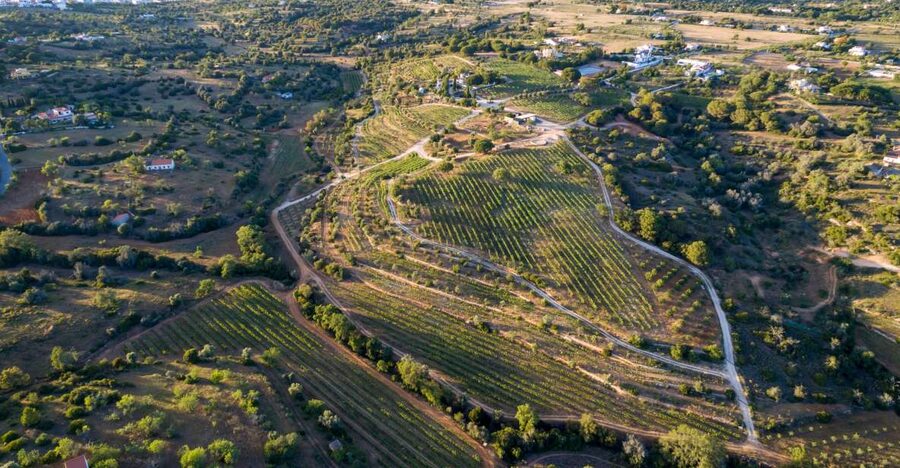 Porches: Algarve Vineyard Tour and Wine Tasting Experience - Quinta dos Capinhas: a family-run Algarve vineyard near Albufeira and Portimão