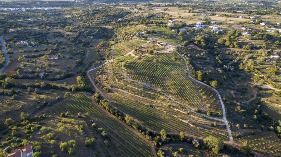 Porches: Algarve Vineyard Tour and Wine Tasting Experience - How the 1.5 hour tasting flows (and why the timing works)