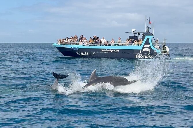 Portimão : 2.5 hours — Dolphins Watching — Biologist on Board - Portimão Marina start: what you’re really paying for