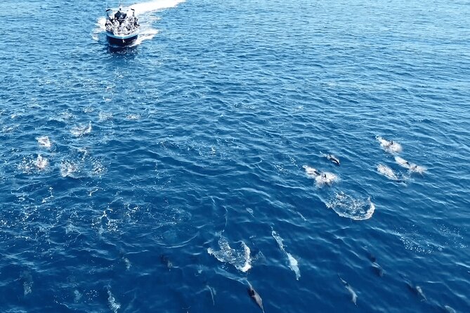Portimão : 2.5 hours — Dolphins Watching — Biologist on Board - Coastline caves and rock formations: the views that keep paying off