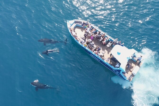 Portimão : 2.5 hours — Dolphins Watching — Biologist on Board - Weather and ride comfort: the bumpy-truth check