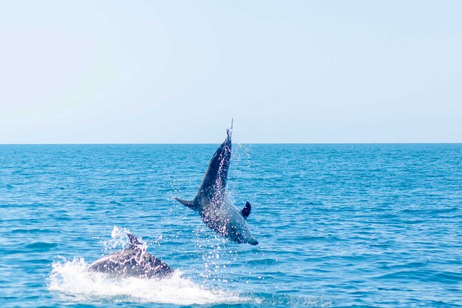 Portimão : 2.5 hours — Dolphins Watching — Biologist on Board - Sunset timing and that end-of-trip glass