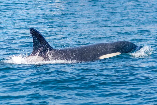 Portimão : 2.5 hours — Dolphins Watching — Biologist on Board - Should you book Dolphins Watching in Portimão?