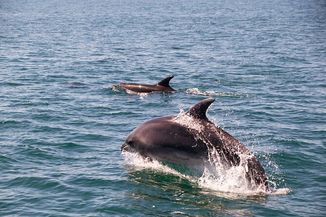 Portimão : 2.5 hours — Dolphins Watching — Biologist on Board - FAQ