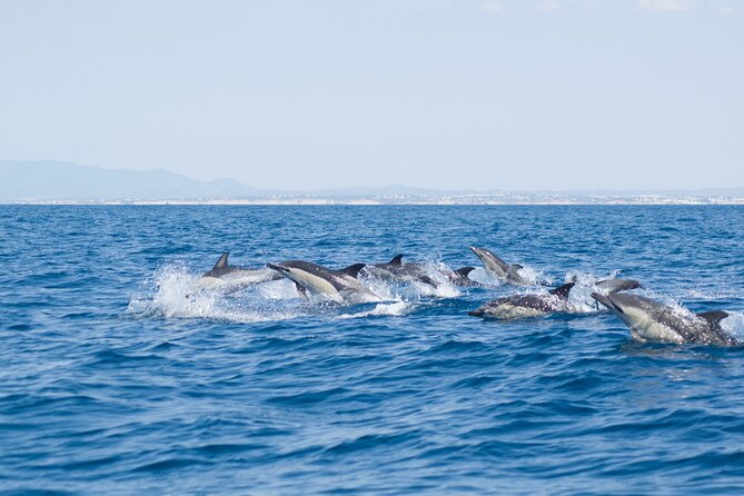 Portimão : 2.5 hours — Dolphins Watching — Biologist on Board - Dolphins, whales, and seabirds: setting smart expectations