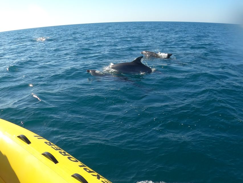 Portimão: 2-Hour Dolphin Watching Boat Tour - Price and value: what you get for $53 per person