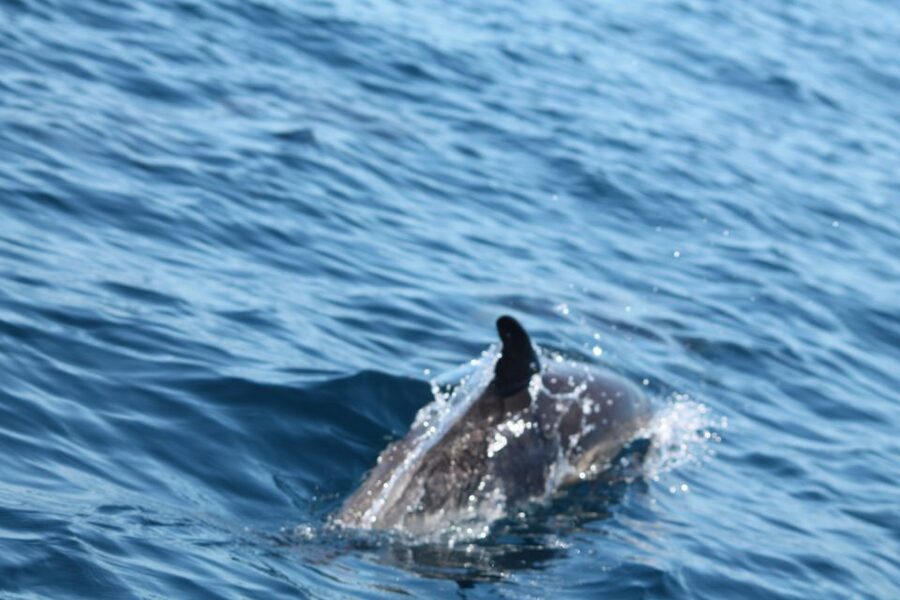 Portimão: 2-Hour Dolphin Watching Boat Tour - Out on the water: how the dolphin search feels in real time
