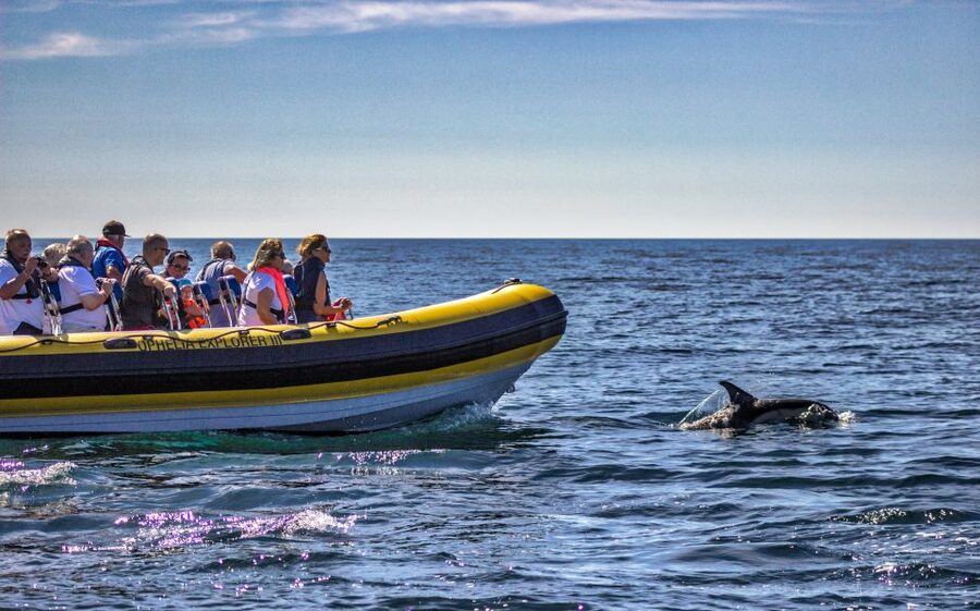 Portimão: 2-Hour Dolphin Watching Boat Tour - What to bring, wear, and skip so you enjoy every minute