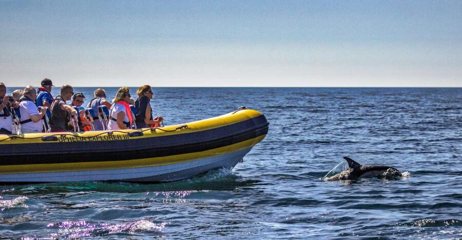 Portimão: 2-Hour Dolphin Watching Boat Tour - Tips to improve your chances (and your comfort)