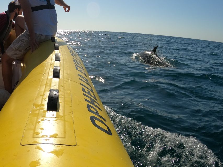 Portimão: 2-Hour Dolphin Watching Boat Tour - Should you book Ophelia Cruises for Portimão dolphins and Benagil?