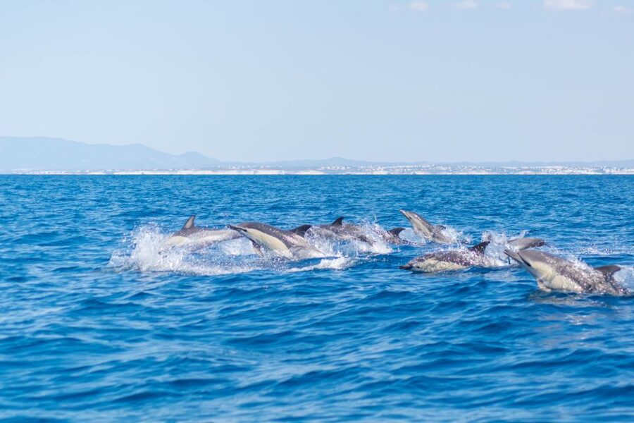 Portimão: Benagil Caves & Dolphins Watching with Biologist - Price and what you truly get for it