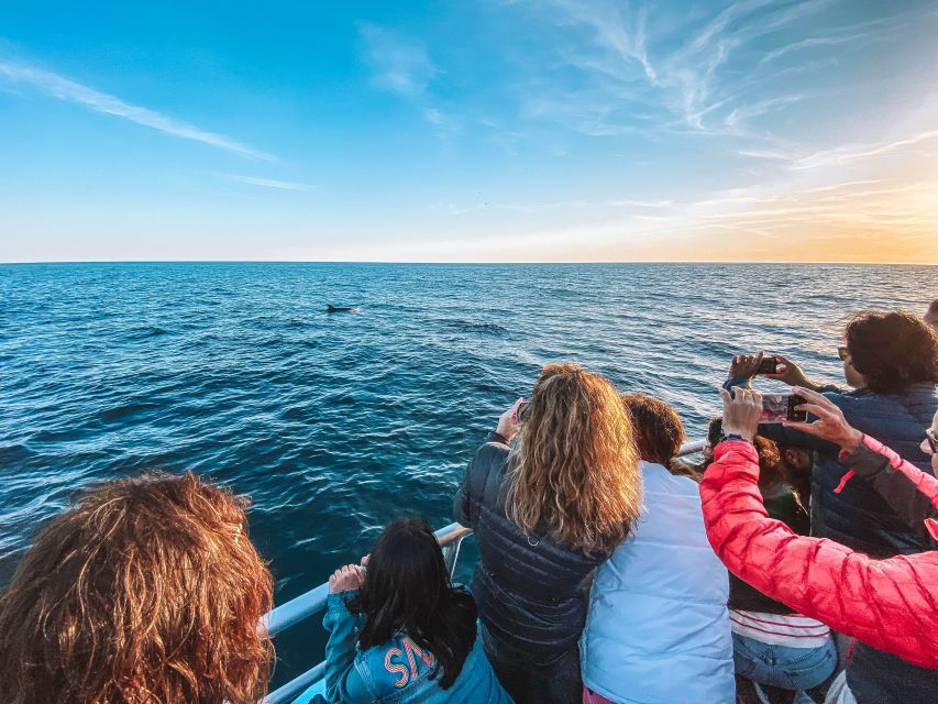 Portimão: Benagil Caves & Dolphins Watching with Biologist - Should you book this Benagil and dolphin cruise?