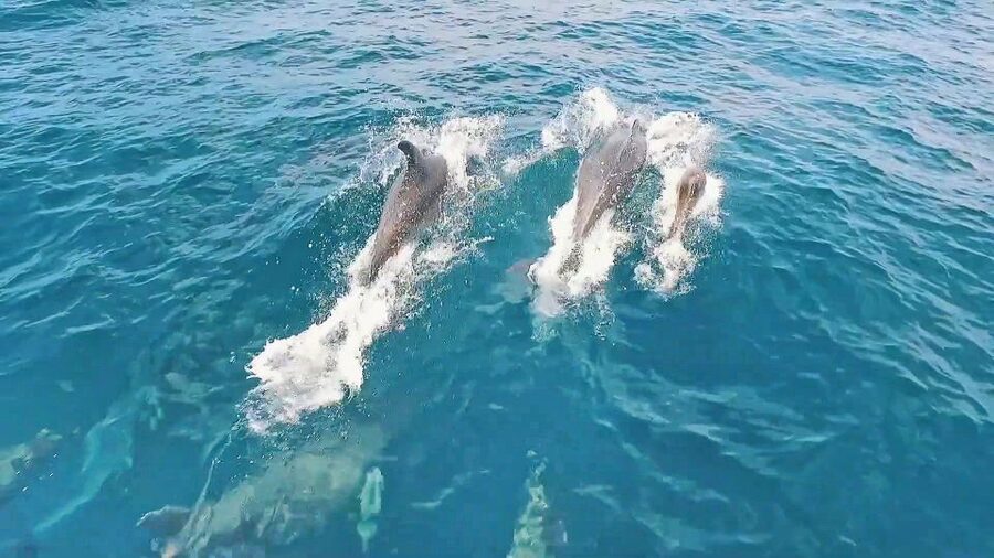 Portimão: Benagil Sea Caves Speedboat Adventure Tour - Price, Value, and Who Should Choose This Adventure
