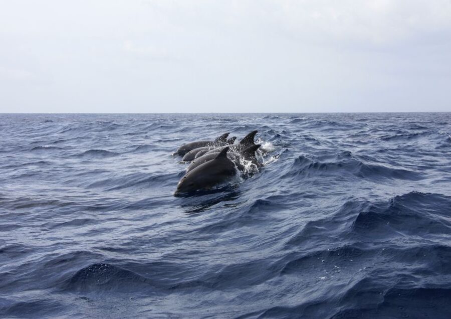 Portimão: Dophin Watching on the Algarve Coast - Before You Book: A Practical Checklist for a Smooth Day
