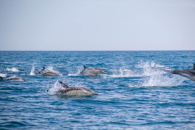 Portimão:Embark on Nature•Benagil and Dolphins•Biologist on board - Why Portimão’s dolphins-and-caves combo makes sense