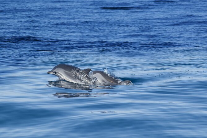 Portimão:Embark on Nature•Benagil and Dolphins•Biologist on board - The marine biologist dolphin search: how the hunt works