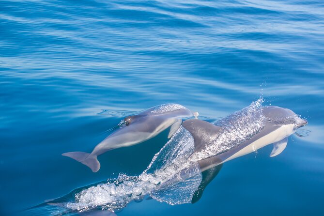 Portimão:Embark on Nature•Benagil and Dolphins•Biologist on board - Algar de Benagil: the headline cave, with real rules