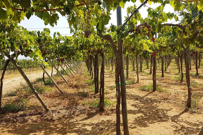 Private Algarve Wines Route - Lagos to Silves, 2:00 pm start and why the timing works