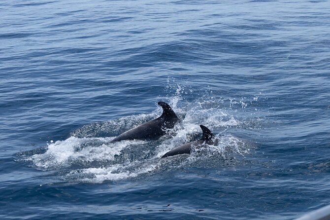 Private Coastline and Dolphins Yacht Cruise from Albufeira - Onboard comfort: lounge space, solariums, and a built-in relax zone