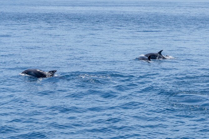 Private Coastline and Dolphins Yacht Cruise from Albufeira - Snacks and drinks: what is included and how to make it work for your day