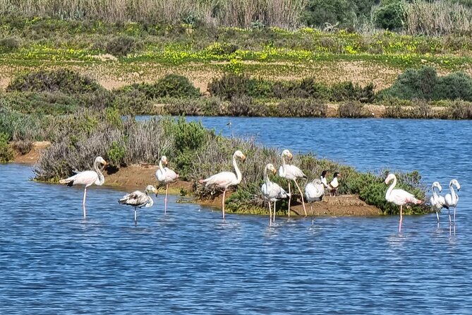 Private Guided kayak Tour/Birdwatching/Nature Tour. - Key things I’d plan for