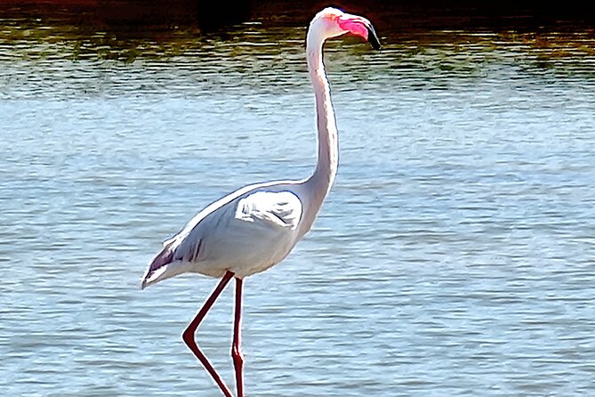 Private Guided kayak Tour/Birdwatching/Nature Tour. - Gear you get, gear you should pack: phones and waterproof bags